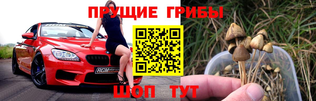 Псилоцибиновые грибы Psilocybe Котельники